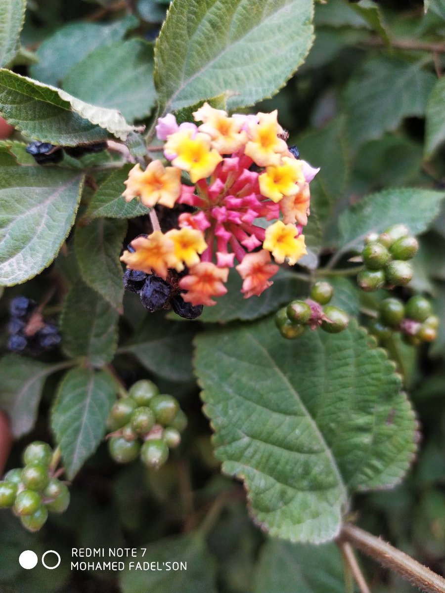 فيارب اِختار أنتَ الصالح 
اِبعدنا عن اللي يبكينا 
اِسحبنا عليك فنخاف منك 
اِدينا الخير ..اِزرعوا فينا