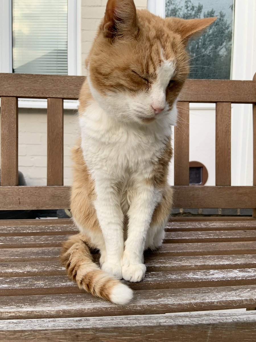millitent_'s tweet photo. The bestest boy to have ever lived. 
Rest in peace Millman 🧡🤍 https://t.co/ViACVjxbuM