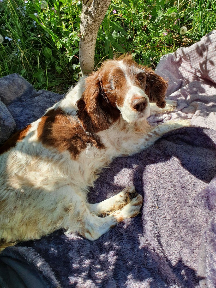 krenton7's tweet photo. @casalindi It's a wonderful feeling,  isn't it, darling Tess Tess and 🌈isn't scary at all!
I know your mum and the gang are heartbroken now, but they'll be happy you're in a wonderful place. I'm here under Tree, so come over whenever you want
 ❤🌳
Love you TT ❤
Tree and I ❤🌈🌳🐶xxxx https://t.co/OKacQW7twc