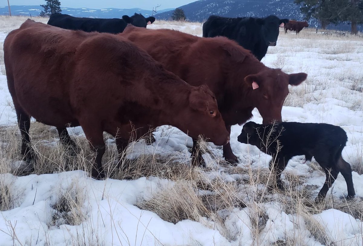 AgSafeBC's tweet photo. Calving season requires working long hours round-the-clock in all weather conditions checking cows. Make sure you have a work-alone plan and follow check-in protocols.

#farmsafety #agsafety #KnowItDoIt https://t.co/Suur7b7lFh