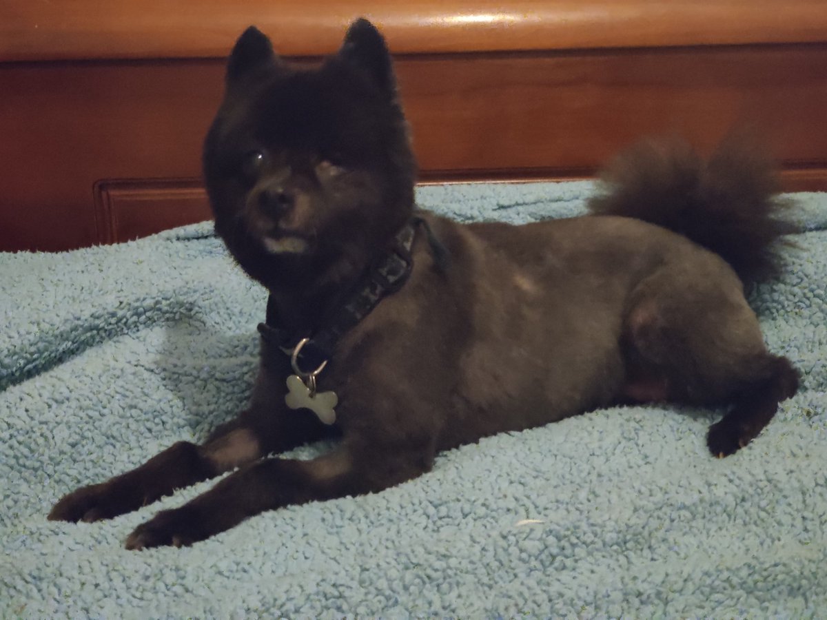 Suki40858414's tweet photo. Dad took me to the groomers today. He got them to give me a 'boo cut' as he knows Mum doesn't love it! He thinks I look like Bambi now, all legs!! #cutedogs #cutedogsoftwitter #rescuedog #AdoptDontShop #dogswithcancer https://t.co/zXRnyw8Ge3