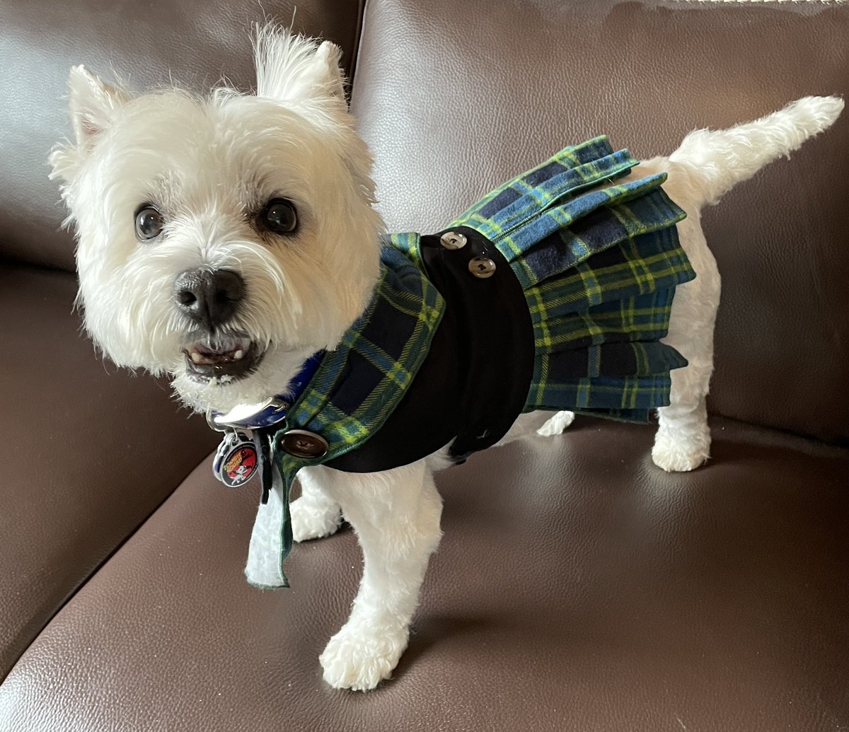 🐶 Yeah, BURNS NIGHT 🎉 Pass the haggis! 😃 #ZSHQ #dogsoftwitter