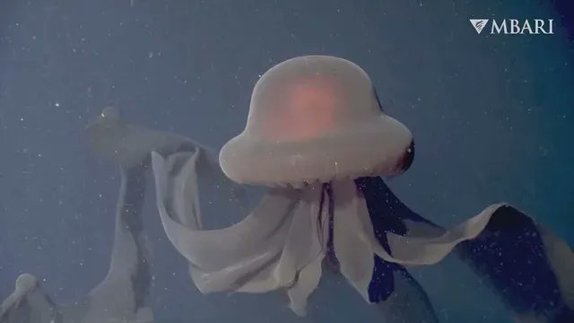 ConanOBrien's tweet image. I can’t believe this jellyfish has a better sense of style than me.