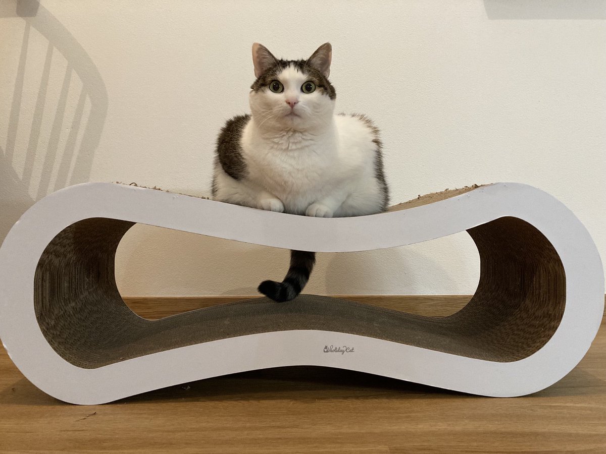 Omg ⁦<a href="/FartyCheddarCat/">Cheddar</a>⁩ is coming! 😱