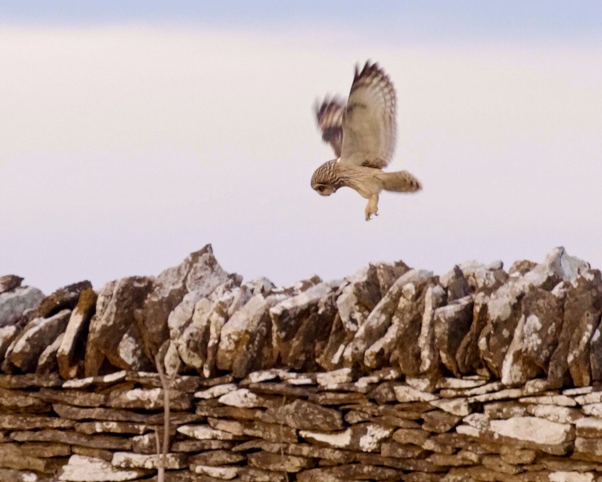 PhilipEdwards_'s tweet photo. Well tonights the night I make my broadcast camera operator debut on @BBCSpringwatch with a piece about my Cotswold owls. Catch it tonight LIVE at 8pm on Winterwatch on BBC Two or on BBC iPlayer. #Winterwatch https://t.co/Y10m2ffxd6