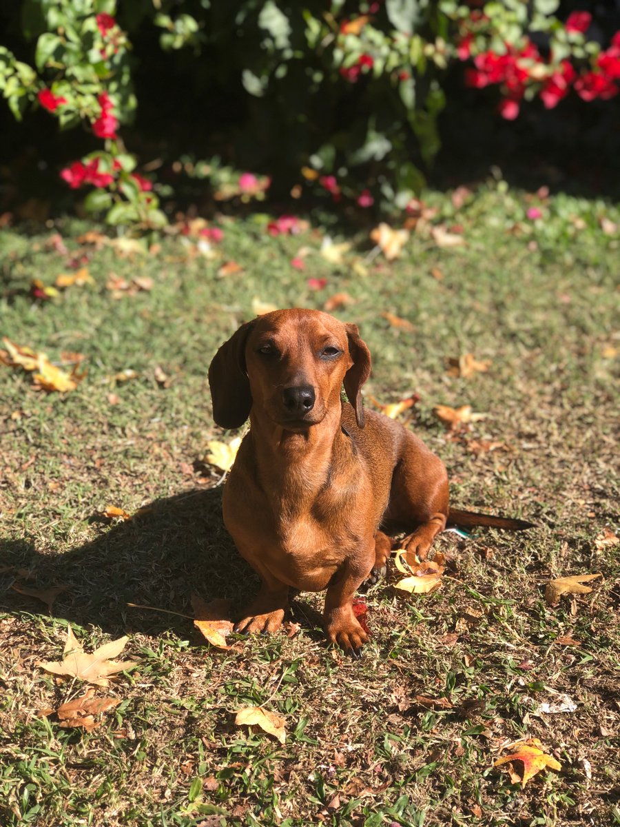 josefunes's tweet photo. @DiloConPerritos Seriedad y profesionalismo https://t.co/wQYcITELzd