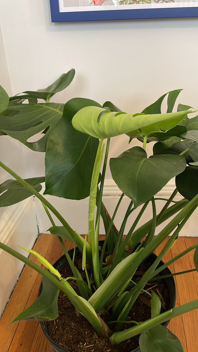 Rachel Rubinstein tweet media