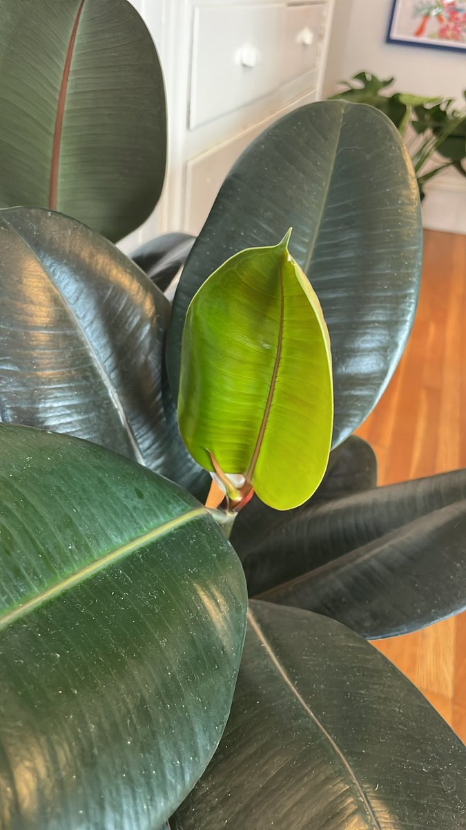 Rachel Rubinstein tweet media