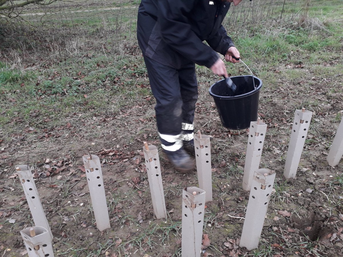 TBGItrees's tweet photo. Year 2  Report 55.  Today we made our own version of 'eggnog' - raw eggs, garlic in olive oil and vinegar.  We are sure that the deer are attracted to the glue in the tree guards and we hope this repellant is our answer.  Anyone else had experience of deer damaging tree guards? https://t.co/pK5daCM7yb