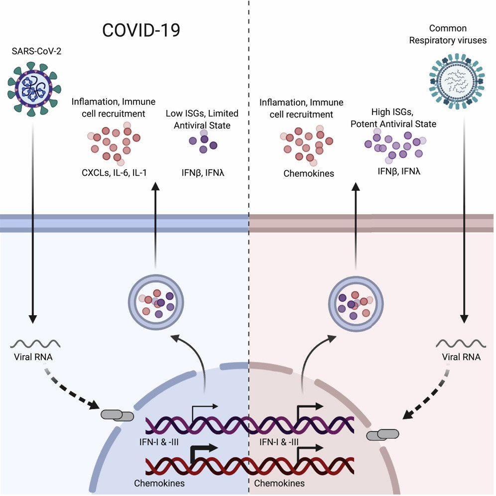 Рнк cov 2. Covid SARS cov 2. РНК вируса Covid-19 (SARS-cov-2). РНК вирус SARS-cov-2 симптомы. SAR Covid 2 это.