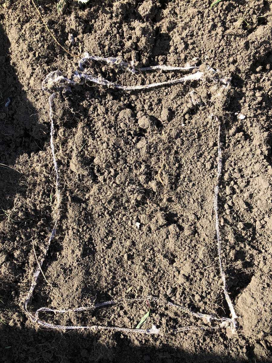 Check out what happens to a cotton singlet buried for 5 months in prime dairy farm soil in the Bay of Plenty! 👕 - a great visual indicator of the thriving communities of microbes in our farming soils 🐜🐞🪱 <a href="/BallanceSci/">Ballance Science Extension</a> <a href="/DairyNZ/">DairyNZ</a> <a href="/Fonterra/">Fonterra</a>