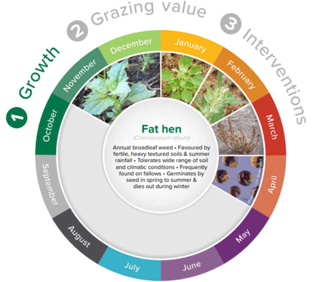 Weed Fast Facts helps you understand how weeds grow, their benefits/costs in terms of their contribution to feed available for grazing. It also provides facts on interventions and when tactics should be implemented for control.
Check it out sfs.org.au/resource/weed-…
<a href="/meatlivestock/">Meat & Livestock Australia</a>