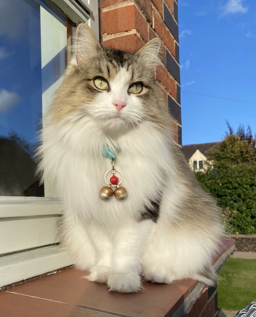 MooMooSimone's tweet photo. @PhoebeAndSelene @FreddieHoudini @Dax_Cat @clawdiathecat @zigzag_cat @TheCatSheChews @3Trouble_makerz We remember Lily Cat 💕 And we do have an amazing Protectapet garden. Here is Buggi saying hello 🐾 💕 https://t.co/ogRjwTORjL