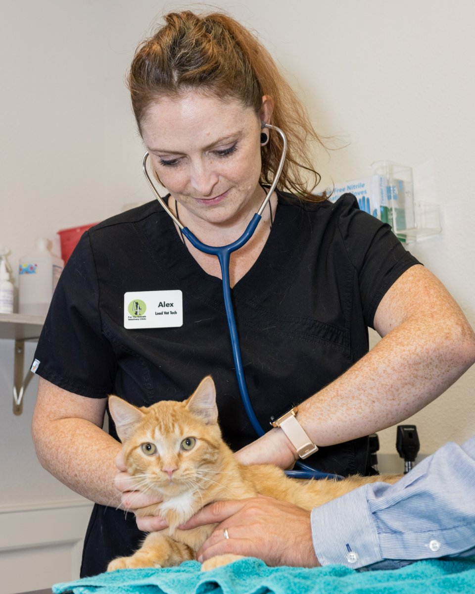 for_veterinary's tweet photo. Rest assured knowing that your pet is in loving hands with us, Bartlesville: https://t.co/arDHmCWL0S. #WeLoveOurPatients❤️#4TheAnimalsVetClinic https://t.co/enL1NN5Aky