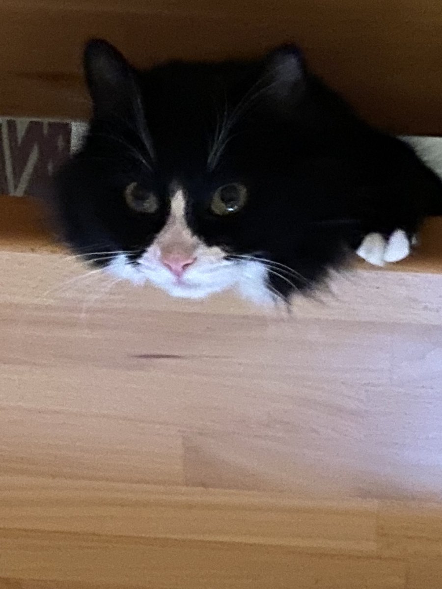 Fensspell's tweet photo. Findus #CatsLover #CatsOnTwitter #mainecoon https://t.co/exyG9GCqCq