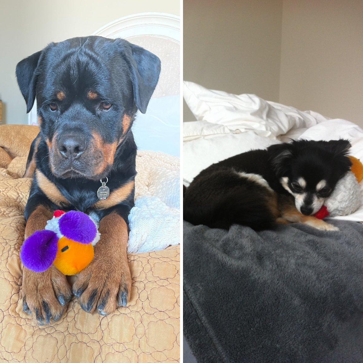 Elliot Moore tweet media