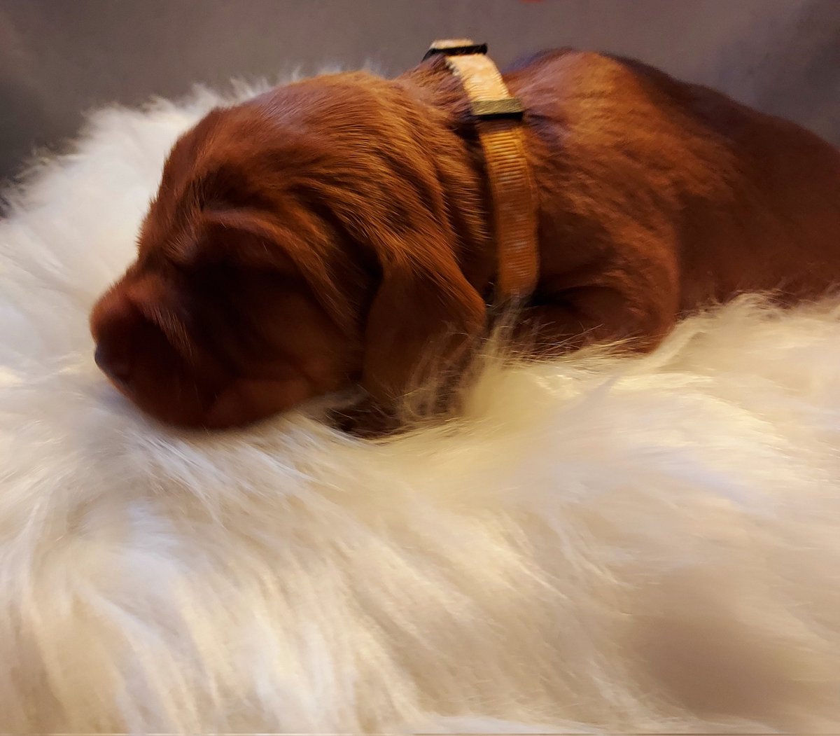 GemmaGarner15's tweet photo. 😍🥰 cuteness 😍 💖 
#DogsofTwittter #wirehairedvizsla #puppy #vizsla #gundog #dog https://t.co/g8nR52EYS8