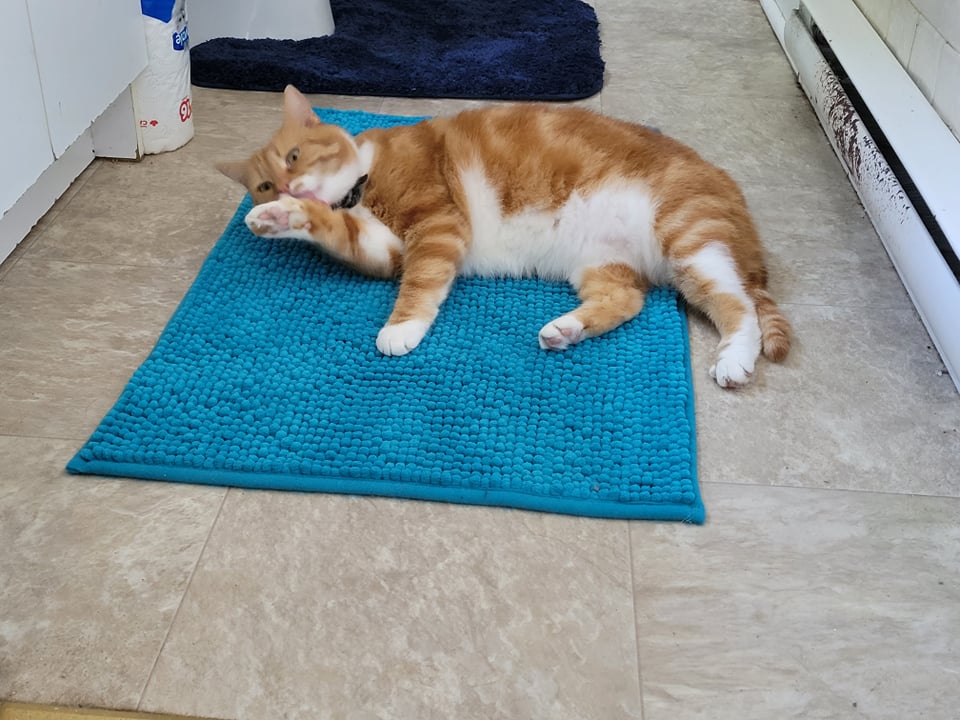 CatNotFrog's tweet image. 