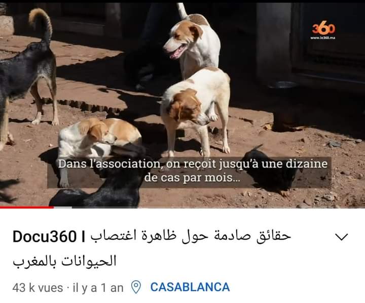 DzPatrent's tweet photo. واش راه صاري فالزريبة راه البنان خدام 100 فالساعة واش هذي لحشومة ما الذي يحدث بمملكة مراكش؟!! هل عاد بهم الزمن الى قوم لوط و انتشار الفاحشة؟ اغتصابات بالجملة لم يسلم منها الحيوان و الإنسان، فهل هي عدوة سادسهم كلبهم الذي علمهم أن مع الإبداع تحلو الحياة https://t.co/c1TDDpui23