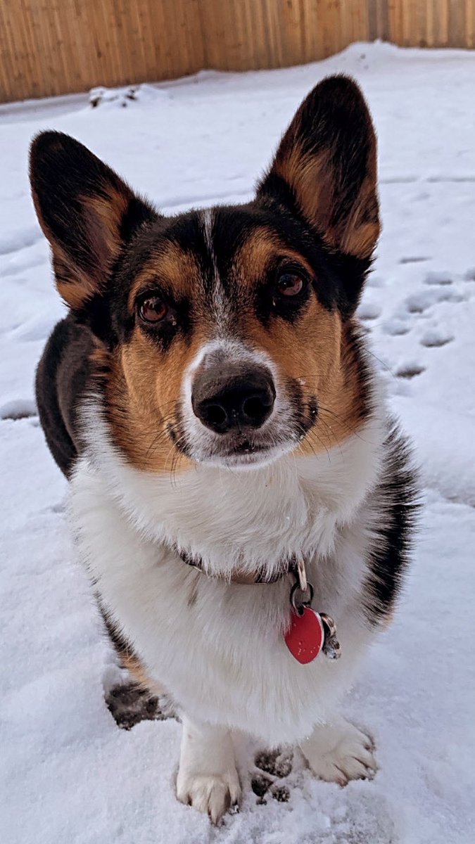 trader_int's tweet image. For #TITuesday we're showing off some snow day shenanigans from our TI Marketing team ❄️⛄️ 

We're grateful for our remote-first work environment allowing us to easily adapt to the challenges of winter weather 🙌

#TraderInteractive #RemoteFirst #RemoteWork #WeAreHiring