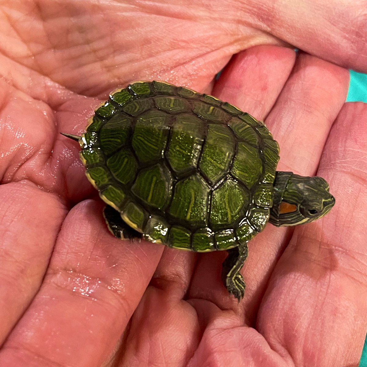 msferrinho's tweet photo. Thanks @SBelvedere3 for letting our grade 3 class meet Squirt today. He’s so green! 😍 https://t.co/ErxWpWtM2o