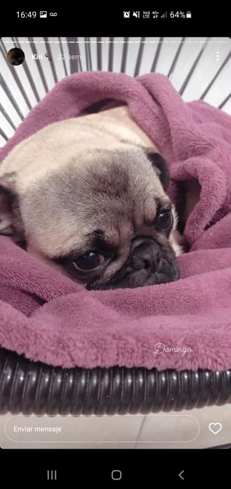 αηтσηєℓℓα ✿ tweet media