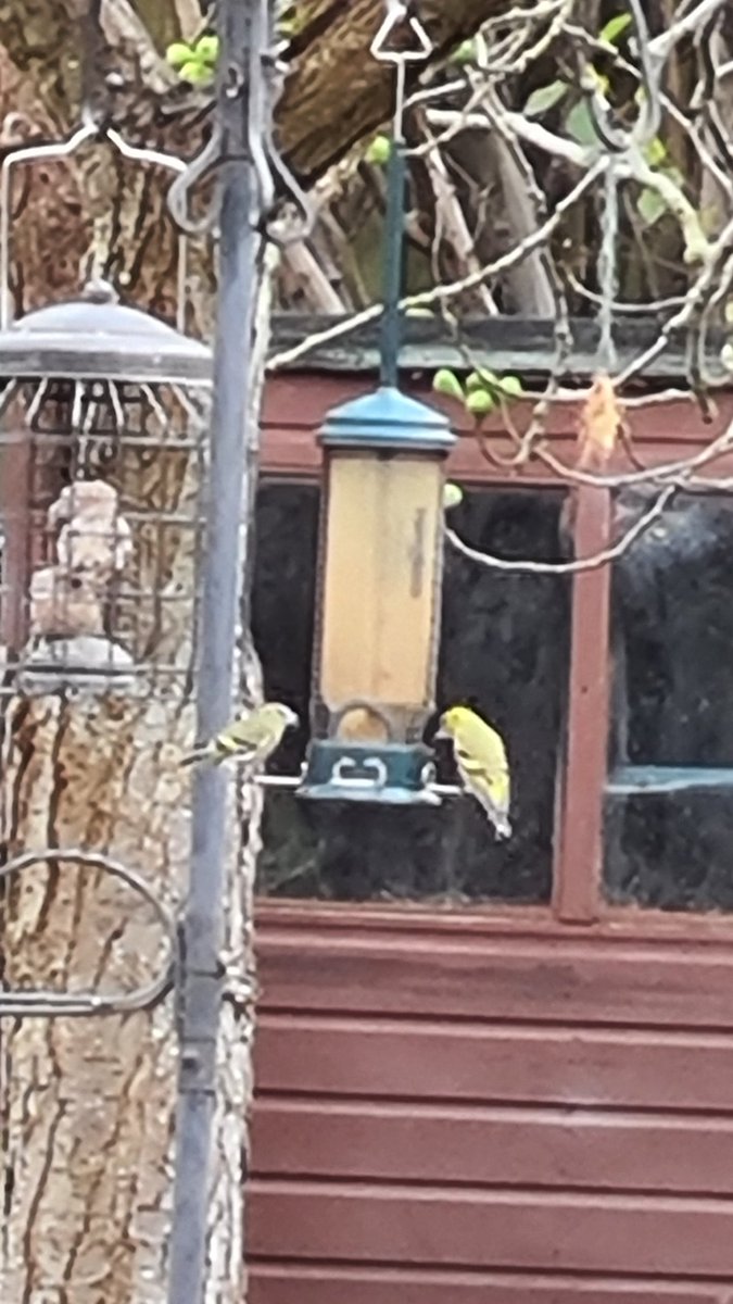 #Winterwatch This little beauty popped in today, then his mate hopped in too. Ah Nature