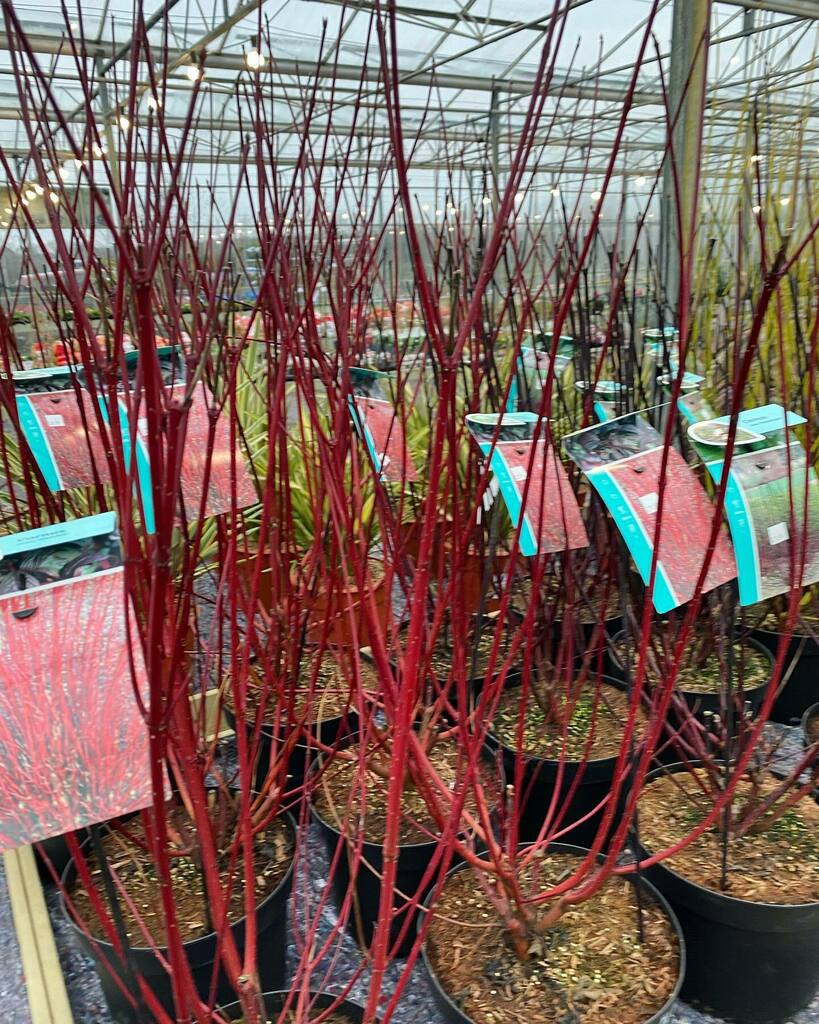 ToftwoodGC's tweet photo. CORNUS (DOGWOOD) 20L £29.99 

If you're looking for an eye-catching, intensely coloured garden hedge, then we recommend investing in Dogwood. Often referred to Cornus, Dogwood is recognised for its vivid colours and fiery shades that can bring your garde… https://t.co/SdjG88p4YQ https://t.co/fssBcnqp1W