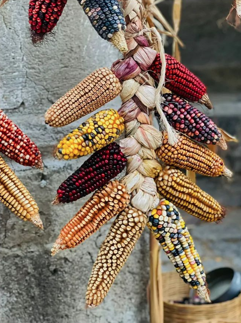 LaMarthaOrtiz's tweet photo. Amores y colores desde el bello estado de Tlaxcala.
Fotografía: #mafaldabudib
#weeatcolor #mujeresdemaiz #vidapararegalarbelleza #tierrasmagicas https://t.co/CdnVI71KFw