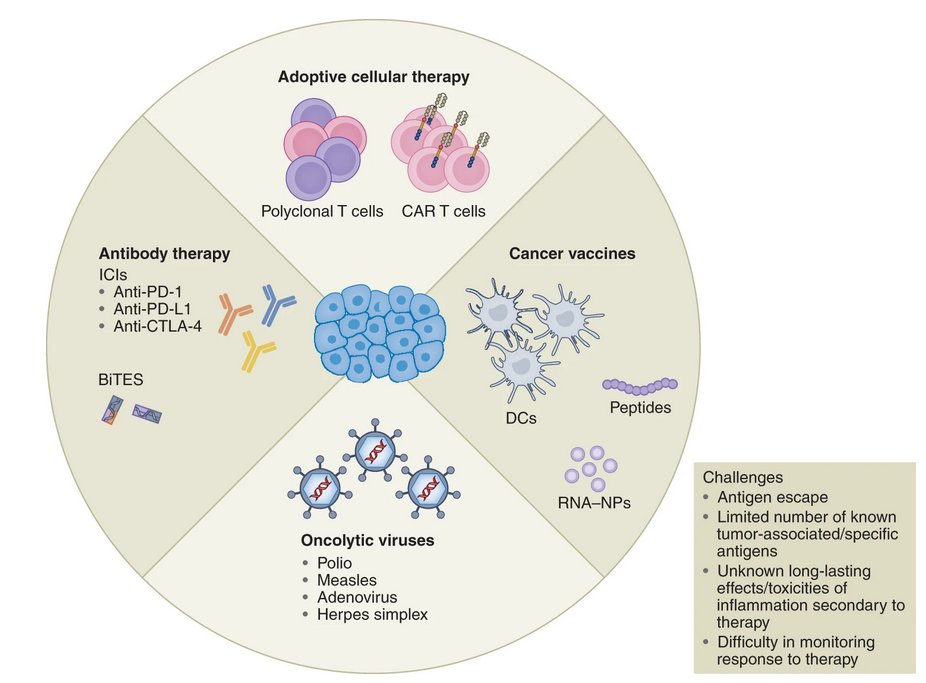 NatureCancer's tweet photo. โญ๏ธONLINE NOW @NatureCancer: "The current landscape of #immunotherapy for pediatric brain tumors", a Review by Hwang &Co @ChildrensNatl
Check it out!
https://t.co/VUWu6O30zr
https://t.co/piL10tvBgX
#pediatric #BrainTumor #Therapy https://t.co/lZKJkahrv0