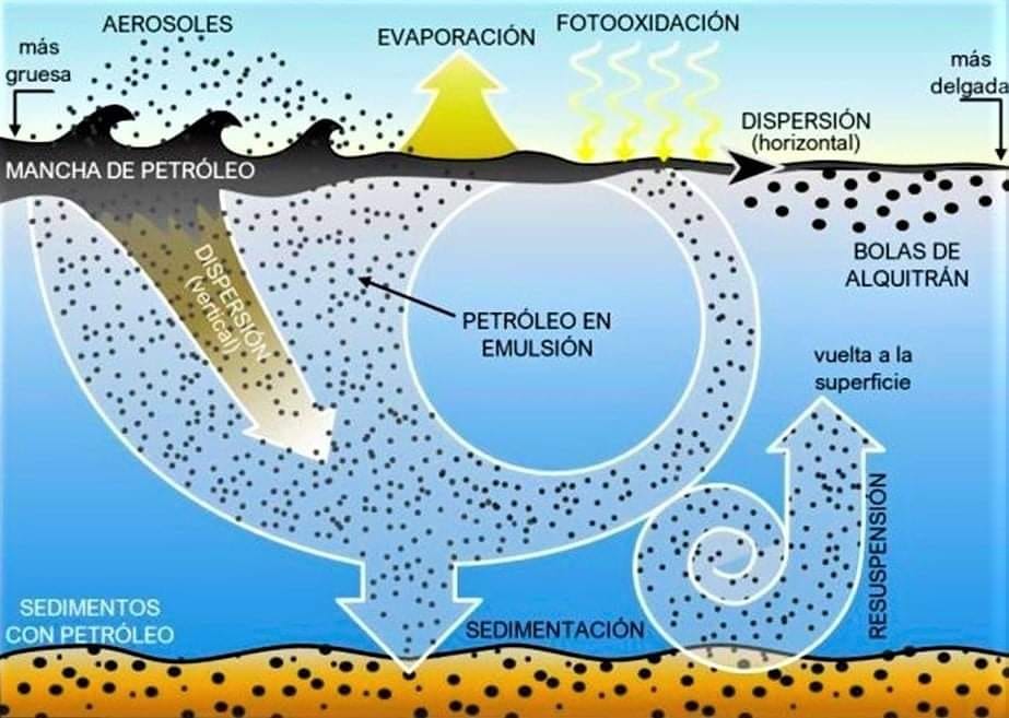 ⚠️Así es como el derrame de #petróleo contamina todo a su paso. Los procesos naturales de dispersión y evaporación del hidrocarburo hacen que se adhiera a otros cuerpos, se sedimente en el fondo del mar y sea consumido por especies marinas. 

Gráfica: Leaf Perú

#RepsolHazteCargo
