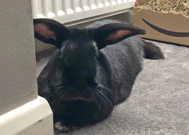 BelovedRabbits's tweet photo. Nehemiah &amp; Neville are looking for their forever home! 🏡🐰

Nehemiah is definitely the boss, sometimes giving Neville a wee chase but like brothers they are then tucked up grooming each other. 💕

Apply to rehome this bunderful pair now👇🏻

https://t.co/OfNdjwFbiN

#adoptdontshop https://t.co/WKfUULVwAk