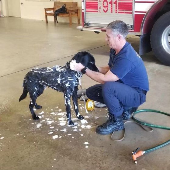 searchdogfdn's tweet photo. #TakeoverTuesday—a day in the life of Handler Shawn Hall & Search Dog Manion of Virginia Task Force 2
Alright, we’ve taken care of lunch 🍕 now we need to take care of the clean up 🥵 it’s BATH TIME! 🛁 🧼 #HandlerTakeover
#VirginiaTaskForce2 @VirginiaBeachFD https://t.co/RnL8m8YtaI