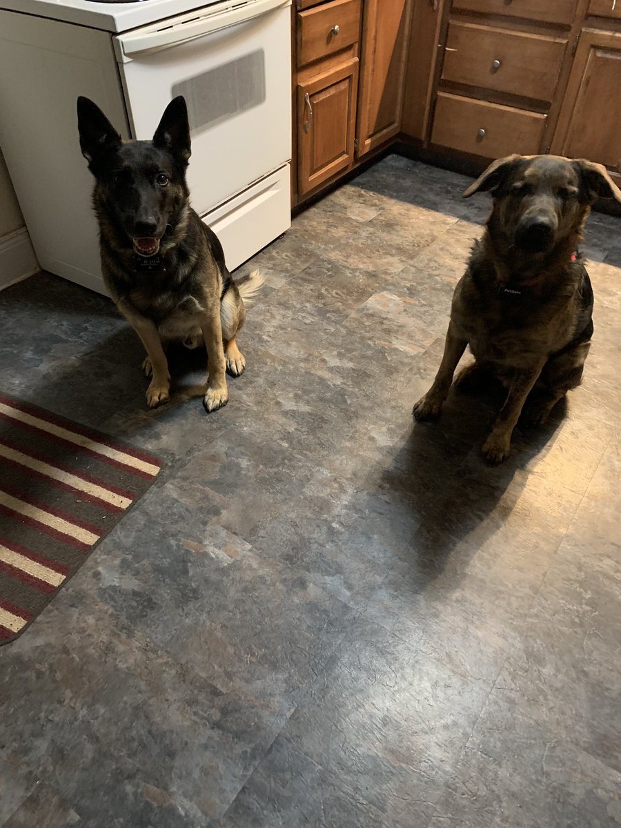 sherylanntml's tweet photo. It’s been a bit of a crazy day on a personal front but these two make everything seemingly okay😎 #wedontdeservedogs #unconditionalloyalty https://t.co/T4MUlj1KDM