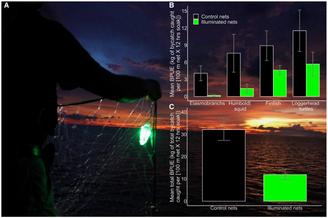 CellPressNews's tweet image. "Net illumination reduces fisheries bycatch, maintains catch value, and increases operational efficiency" - Read more in this @CurrentBiology paper: cell.com/current-biolog…

 @jesseSenko