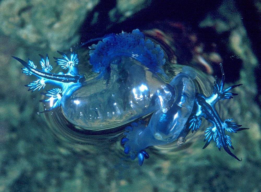 goseascience's tweet photo. BLUE SEA DRAGONS THAT EAT JELLYFISH! 😱 These beautiful sea slugs (Glaucus) live at the ocean’s surface and prey on jellies like the Portuguese man o’ war! They can also repurpose the stinging cells from their jelly snacks, so they might give you a ZAP! 📷: uwkwaj on @inaturalist https://t.co/vZw6sZIcra