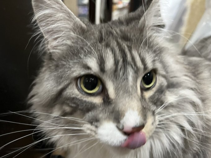 メインクーンのtwitterイラスト検索結果