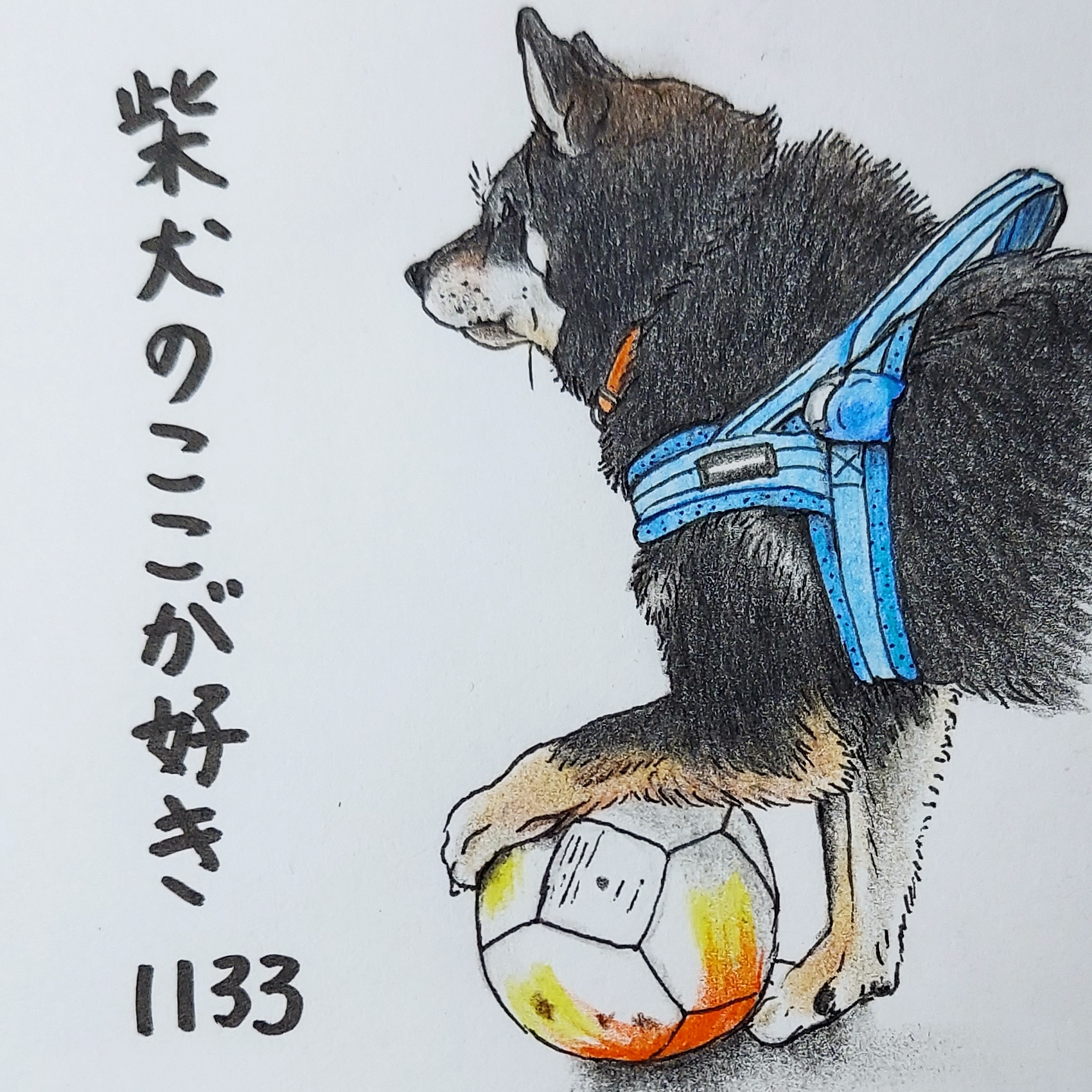 ここ柴 ボールキープしている横顔は サッカー選手さながらなとこ このボールは渡さないよ 柴犬のここが好き ここ柴 ここ柴部 柴犬 イラスト 色鉛筆 サッカーボール T Co Biu2ia691g Twitter