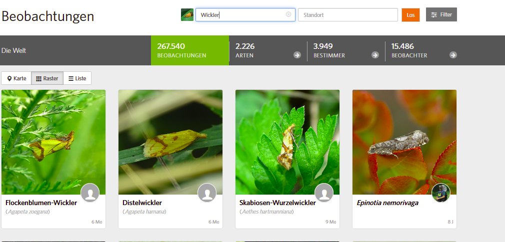 KlausRiede's tweet photo. 2226 species of Tortricidae on @inaturalist- still about 7K spp missing! #Wickler #tortricidtuesday https://t.co/IhV4UZHzmq