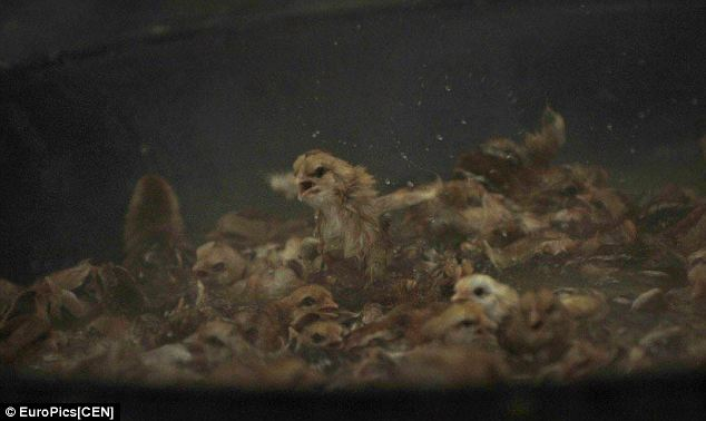 lellierennie's tweet photo. #Chickens #BoiledAlive Who will be their voice? https://t.co/jHkeMdBQNC