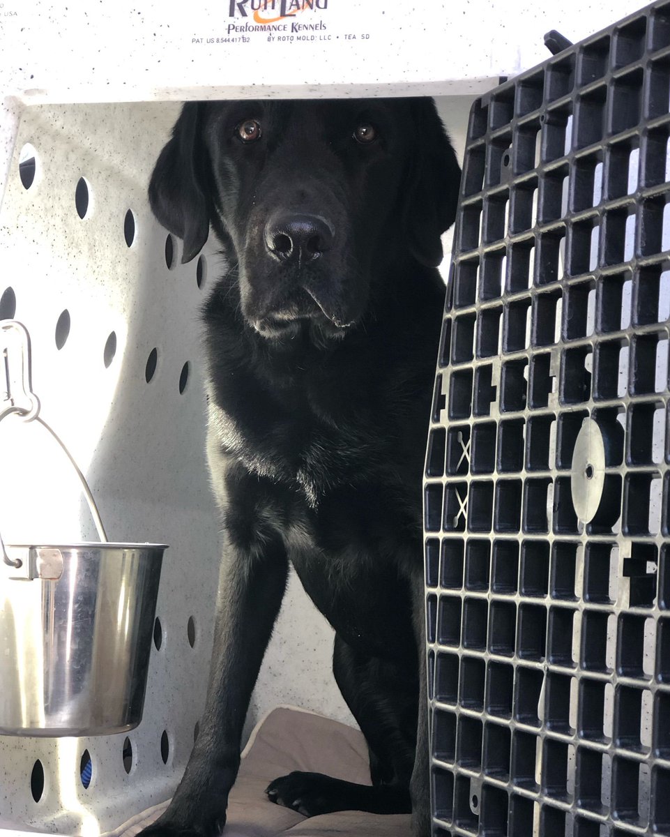 searchdogfdn's tweet photo. #TakeoverTuesday—a day in the life of Handler Shawn Hall & Search Dog Manion of Virginia Task Force 2
Manion is squeaky clean and ready to head to our next stop! Can anyone guess where we’re off to next? 👀 📍 #HandlerTakeover
#VirginiaTaskForce2 @VirginiaBeachFD https://t.co/smsvFuP5Ip