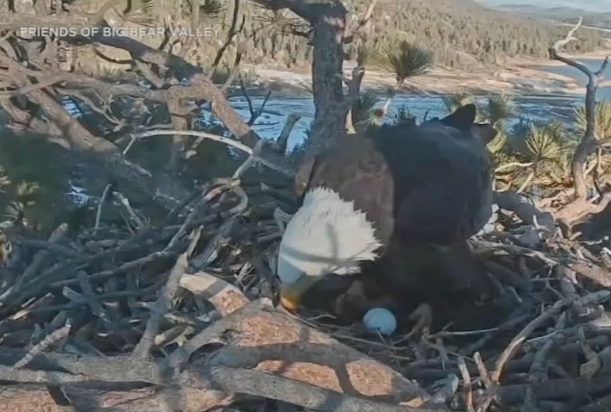 Optics4Birding's tweet photo. Big Bear bald eagle Jackie lays first egg of 2022! #BaldEagle #Optics4Birding https://t.co/oWAvBkC3tR