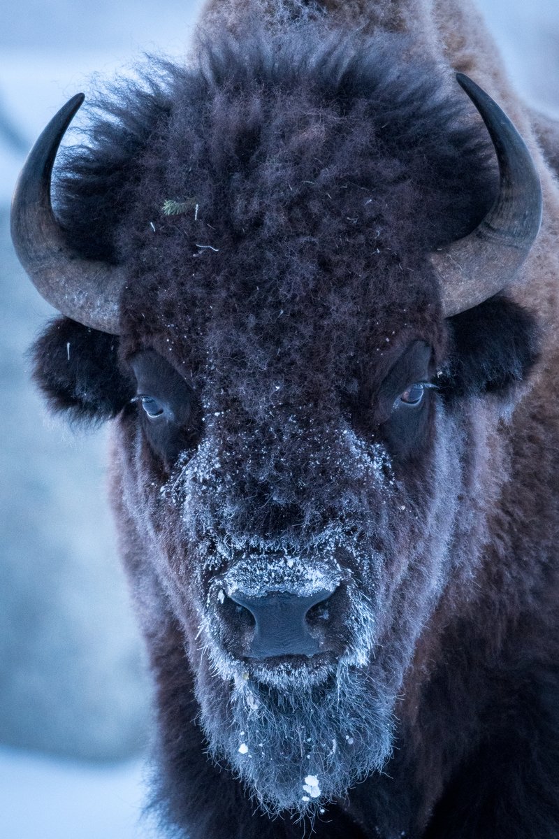 AelaWild's tweet photo. Bison survive winter by growing thick coats, thickening their skin, &amp; slowing down their metabolism. They're steadfast, resilient, &amp; resourceful; born survivors that remind us challenges are opportunities to learn &amp; develop strength, resilience, &amp; wisdom.
#wildlifephotography https://t.co/UlLReacG81