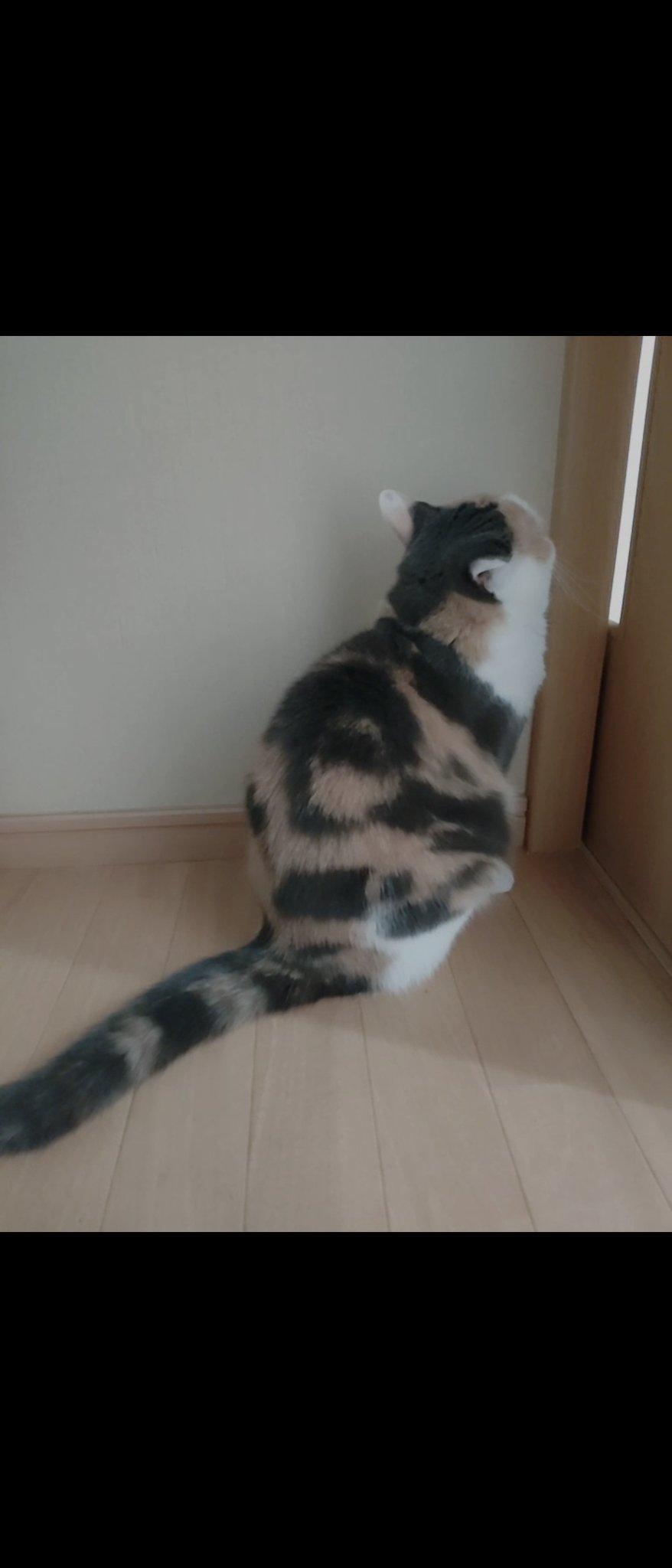 ルル 猫のいる幸せ ドア開けれ 猫 猫の居る暮らし 自動ドア T Co Uruav7wgt8 Twitter ルル 猫のいる幸せ ドア開けれ 猫 猫の居る暮らし 自動ドア T Co Uruav7wgt8 Twitter