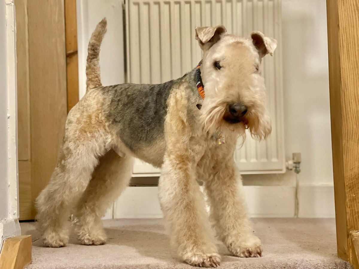 Tonight I am feeling like a proper  ………  Lakeland Terrier 💋