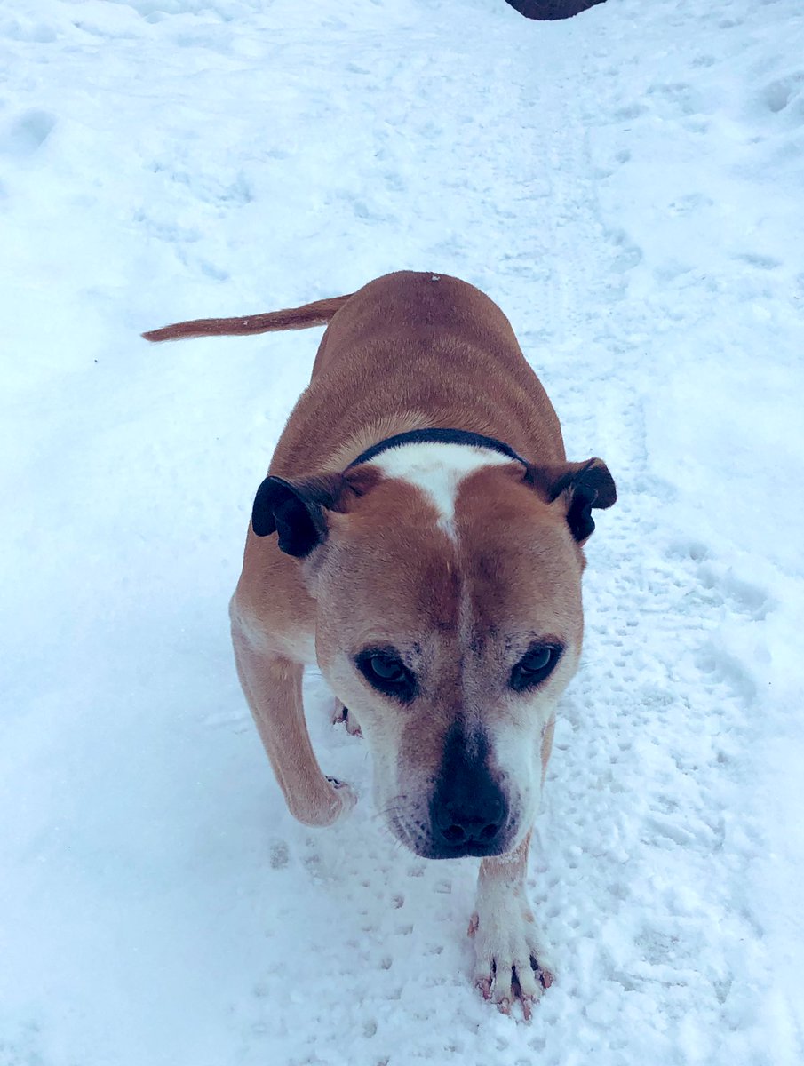 She’s still going strong at 14 yrs old!   @IStaffies @Staffie_Lovers @StaffieSaturday @SeniorStaffy #Staffordshire #bullybreeds #dogs #DogsofTwittter
