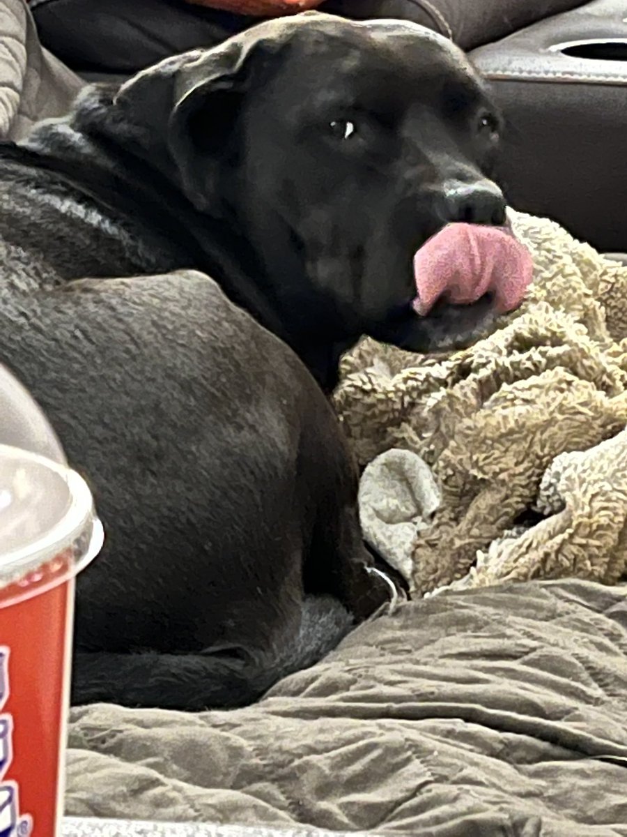 PPLRtheworstpod's tweet photo. @awk_ashleigh #AudiMay and #PiggumsThePibble ๐โค๏ธ https://t.co/Z1snM9HyYe