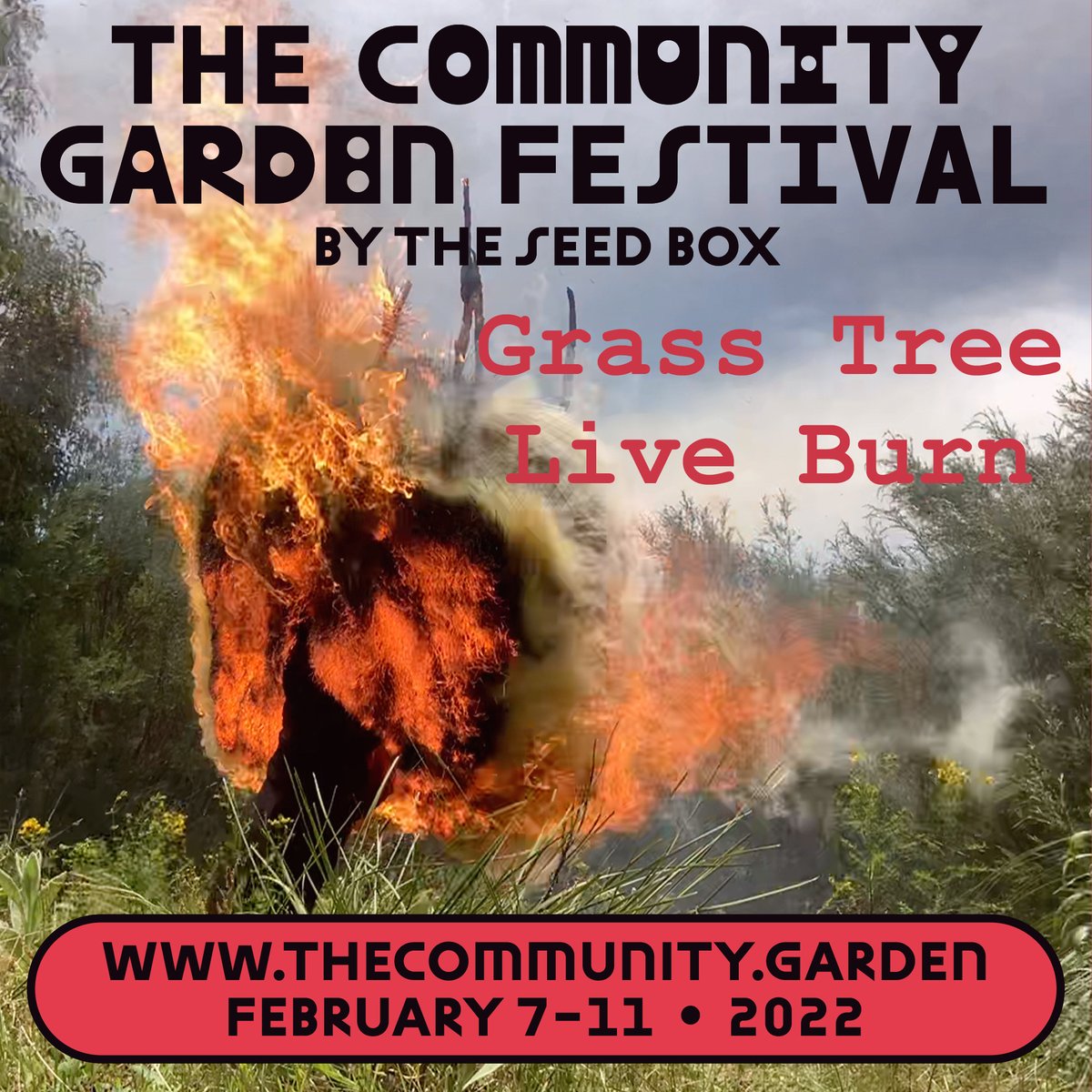 the_seedbox's tweet photo. ๐ฟTHE COMMUNITY GARDEN FESTIVAL 7-11 Feb ๐ฟ
๐ฅ๐ฟ Grass Tree Living Burn ๐ฟ๐ฅ
Offering the raw sounds of a grass tree (xanthorrhoea) burning, to be listened to intently. A collaboration centred on an Indigenous led regenerative burn of a grass tree, sth east Aust #EnvHumanities https://t.co/wNNG1Ijfz5