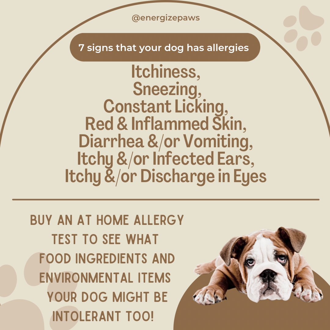 Why Is My Dog Sneezing Constantly