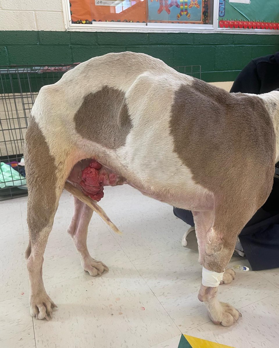 ParkerProjectSF's tweet photo. Have you met our boy, Bruce? He has a wishlist to help with his recovery, you can find at https://t.co/N7t52keA0U https://t.co/RcRBG4w9Th
